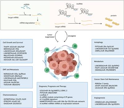 Frontiers | Long Noncoding Competing Endogenous RNA Networks In ...